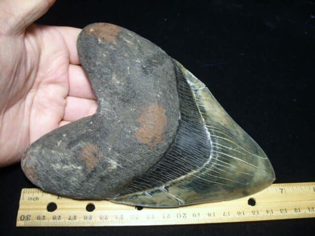 Large Fossil Megalodon Shark Tooth (010923c)