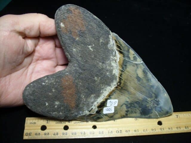 Large Fossil Megalodon Shark Tooth (010923c) - Image 2