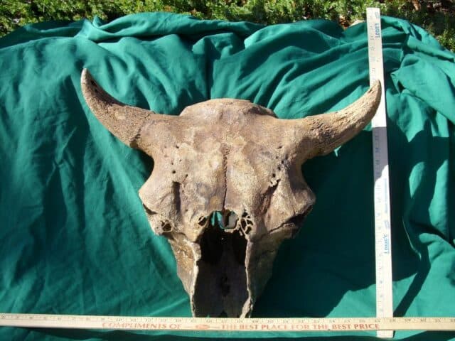 Fossil Bison Skull with Horns (011023a)