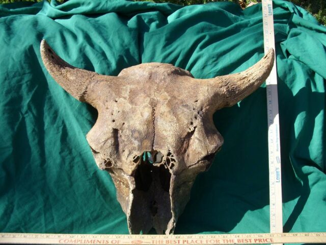 Fossil Bison Skull with Horns (011023a) - Image 3