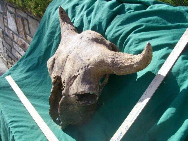 Fossil Bison Skull with Horns (011023a) - Image 4