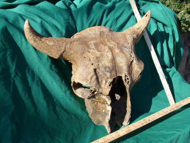 Fossil Bison Skull with Horns (011023a) - Image 5