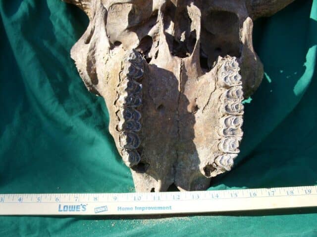 Fossil Bison Skull with Horns (011023a) - Image 7