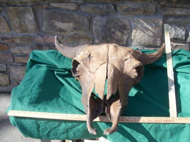 Fossil Bison Skull with Horns (011023b)