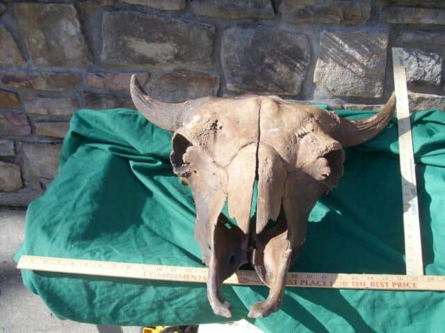 Fossil Bison Skull with Horns (011023b) - Image 3