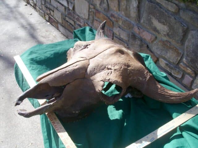 Fossil Bison Skull with Horns (011023b) - Image 4