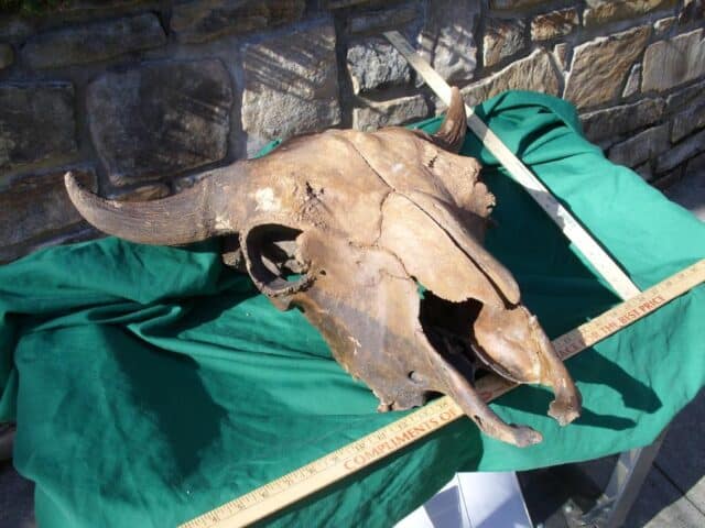 Fossil Bison Skull with Horns (011023b) - Image 6