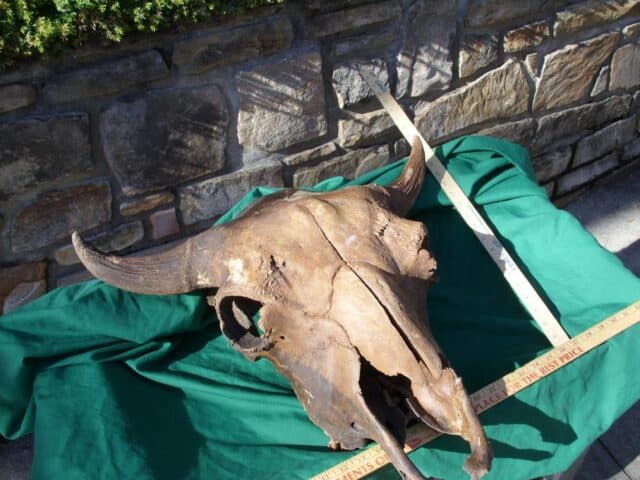 Fossil Bison Skull with Horns (011023b) - Image 7