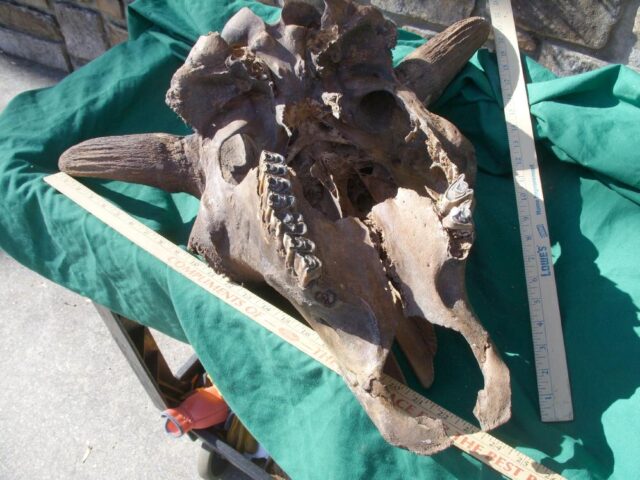 Fossil Bison Skull with Horns (011023b) - Image 8