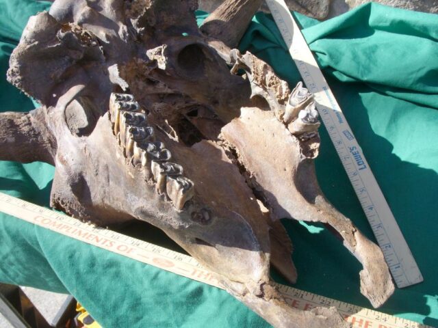 Fossil Bison Skull with Horns (011023b) - Image 9