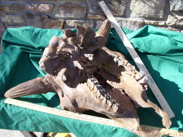 Fossil Bison Skull with Horns (011023b) - Image 10