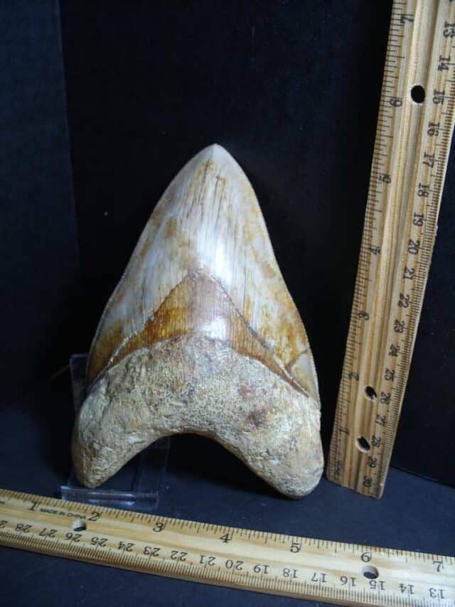 Large Fossil Megalodon Shark Tooth (012323a).......ON HOLD for RH
