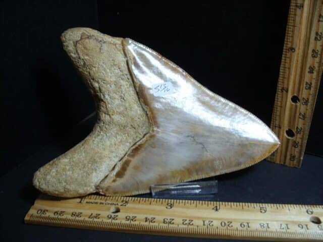 Large Fossil Megalodon Shark Tooth (012323a).......ON HOLD for RH - Image 2