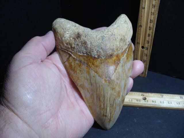 Large Fossil Megalodon Shark Tooth (012323a).......ON HOLD for RH - Image 3