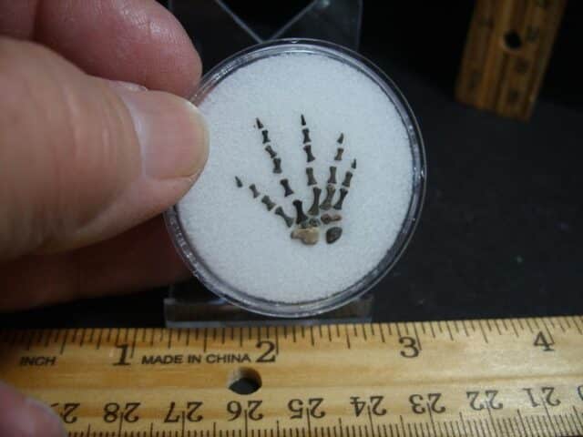 Captorhinus Permian Reptile Skeleton Foot (012323b)