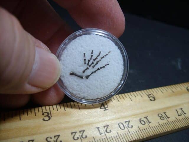 Microsaur Permian Amphibian Skeleton Foot (012323h)....ON HOLD for JS