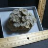Fossil Coral Colony (102322h)
