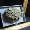 Fossil Coral Colony (102322j) - Image 2