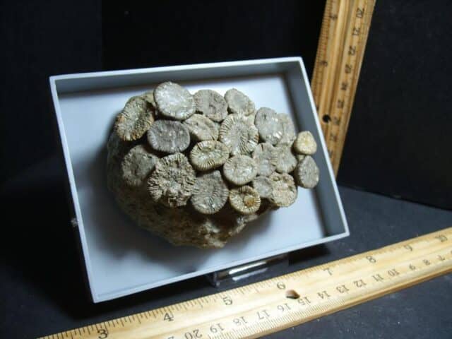 Fossil Coral Colony (102322j) - Image 2