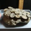 Fossil Coral Colony (102322j)