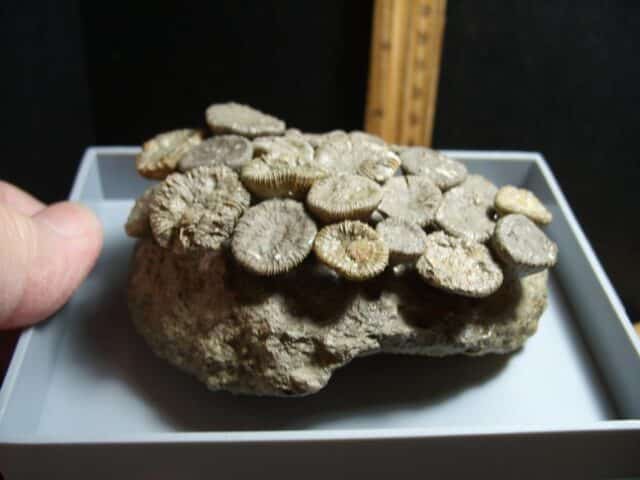 Fossil Coral Colony (102322j)