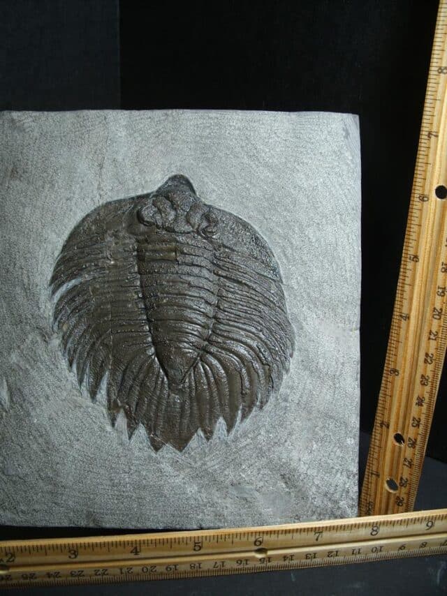 Arctinurus Trilobite (012323k)...ON HOLD