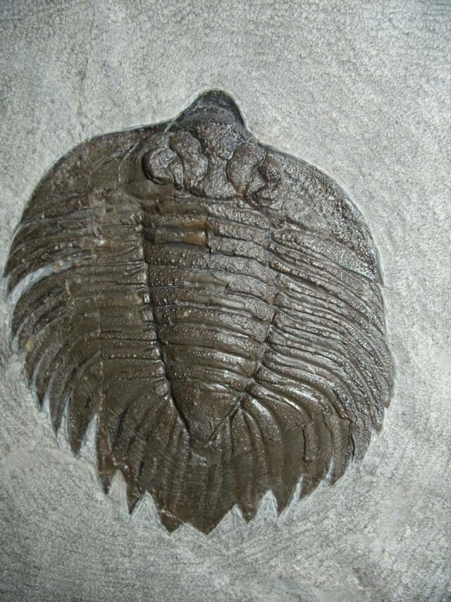 Arctinurus Trilobite (012323k)...ON HOLD - Image 2