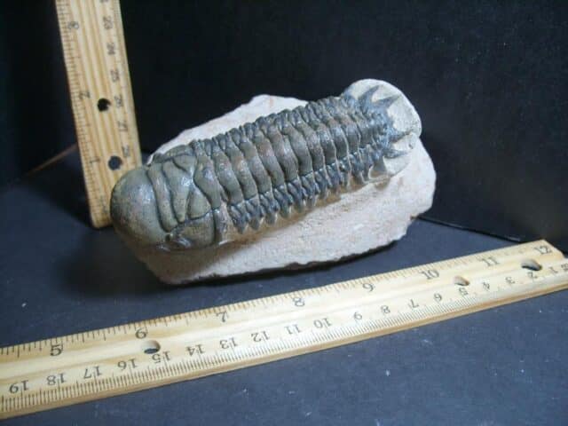 Fossilized Trilobite – Crotalocephalina (012323m)