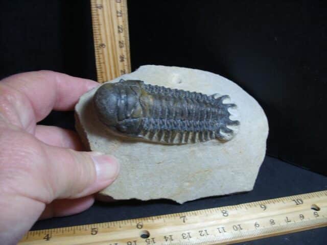 Fossilized Trilobite – Crotalocephalina (012322k)