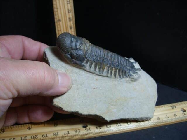 Fossilized Trilobite – Crotalocephalina (012322k) - Image 2