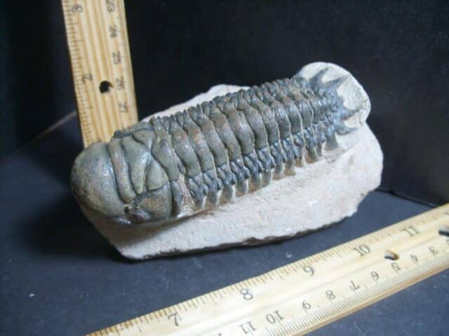 Fossilized Trilobite – Crotalocephalina (012323m) - Image 2