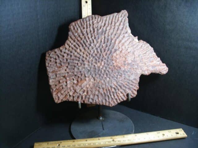 Amphibian Metoposaur Fossil Bone (012423a)
