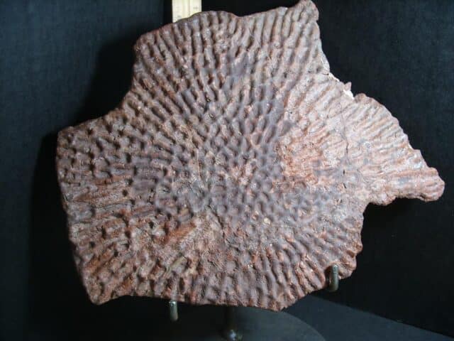 Amphibian Metoposaur Fossil Bone (012423a) - Image 4