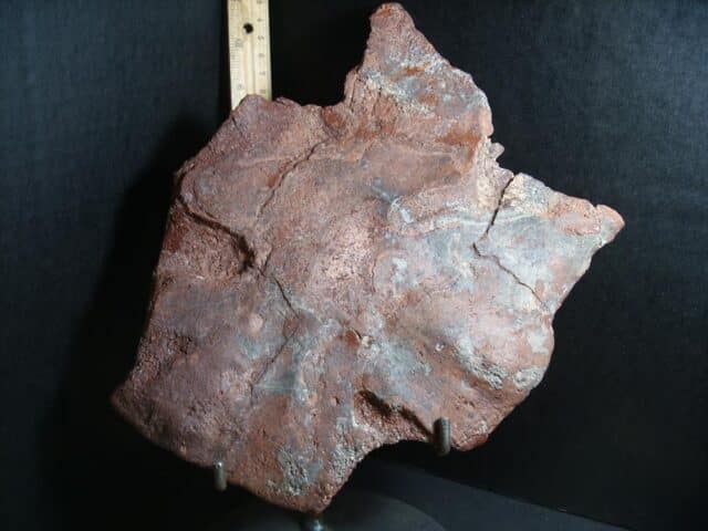 Amphibian Metoposaur Fossil Bone (012423a) - Image 5