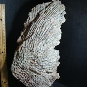 Amphibian Metoposaur Fossil Bone (012423b)