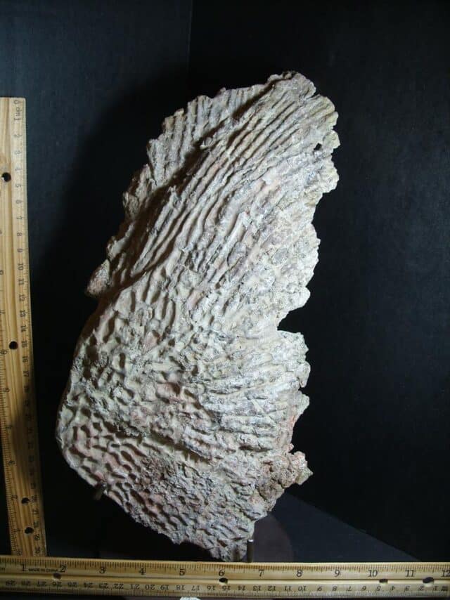 Amphibian Metoposaur Fossil Bone (012423b)