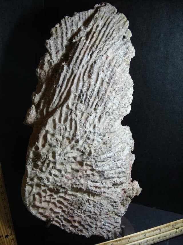 Amphibian Metoposaur Fossil Bone (012423b) - Image 3