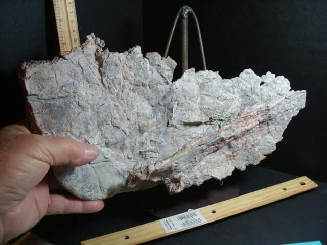 Amphibian Metoposaur Fossil Bone (012423b) - Image 4