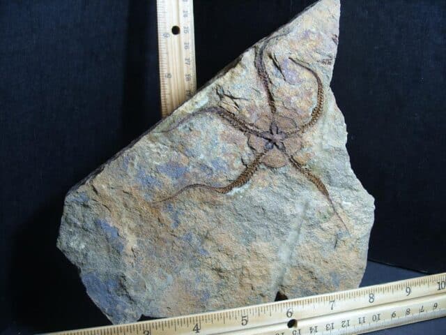 Fossilized Starfish on Matrix  (012423f)