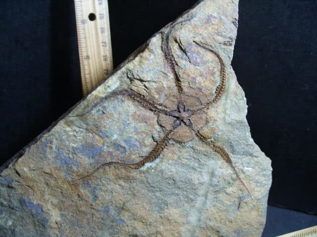 Fossilized Starfish on Matrix  (012423f) - Image 2