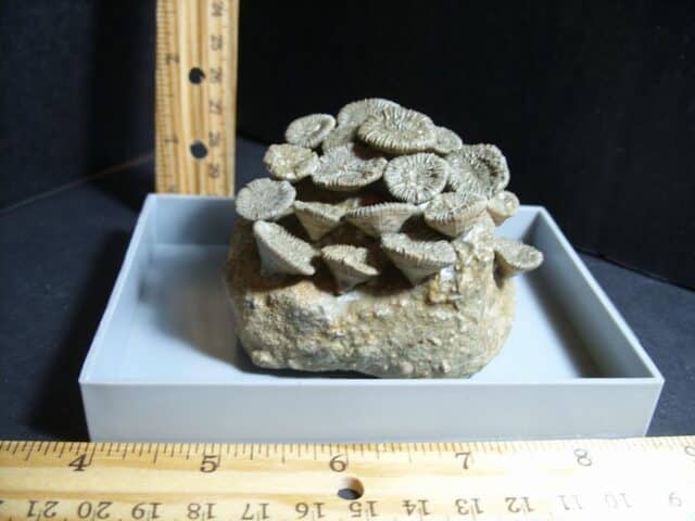 Fossil Coral Colony (012423j)
