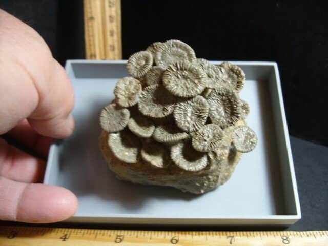 Fossil Coral Colony (012423j) - Image 2