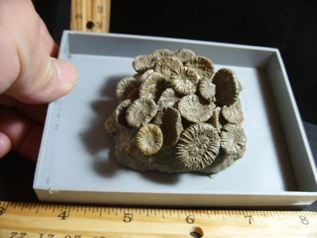 Fossil Coral Colony (012423k)
