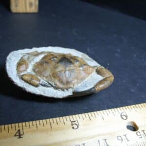 Fossil Crab in Stone Nodule (012423n)