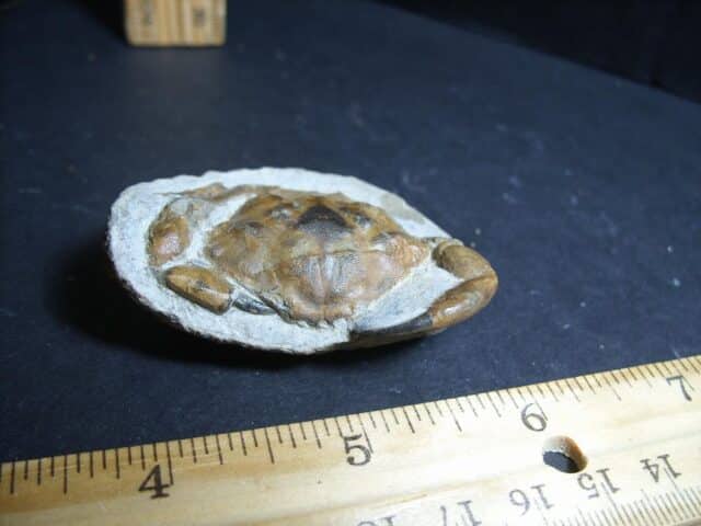 Fossil Crab in Stone Nodule (012423n)