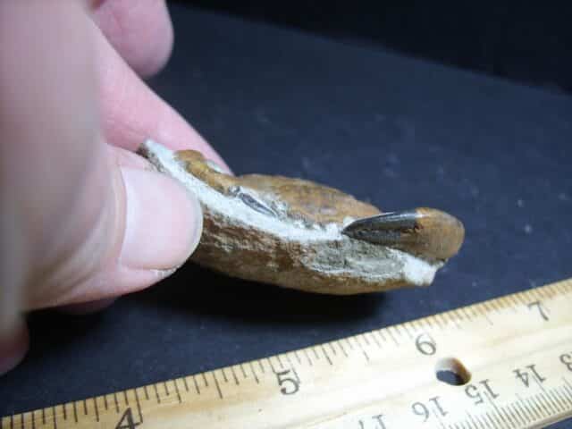 Fossil Crab in Stone Nodule (012423n) - Image 3