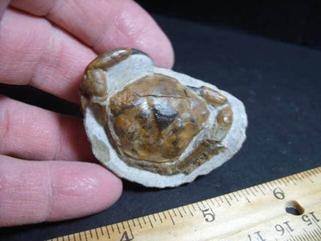 Fossil Crab in Stone Nodule (012423n) - Image 2