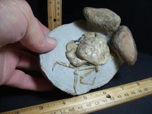 99% PERFECT Fossil Crab in Stone Nodule (012423r)