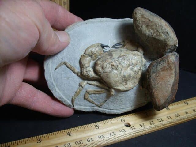 99% PERFECT Fossil Crab in Stone Nodule (012423r) - Image 2