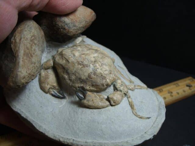 99% PERFECT Fossil Crab in Stone Nodule (012423r) - Image 3